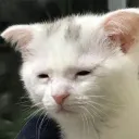 acidarts