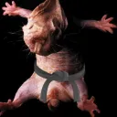 serpentail