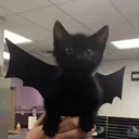 averilicious