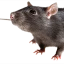 lordmuffinrat