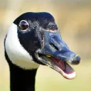 urban.goose