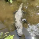 commonnerfer