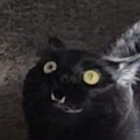 avatar Red Saberface