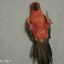 avatar Borb