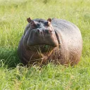hippo2727