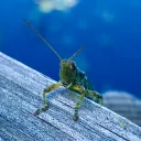hardwaregrasshopper