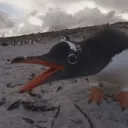 hardpenguin13