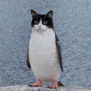 nicogw