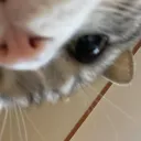 kylermsn