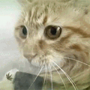 ssswcat