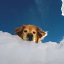 kuzcaboose