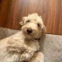 justin_rodeo