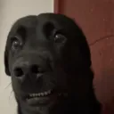 yungzix