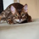 tech_kat