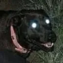 zydare