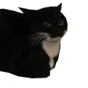 chocotube