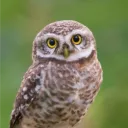 frits