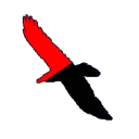 corbeau_1331