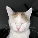 firefelix