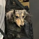 weinerdoge