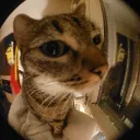 leonidass
