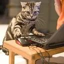 titan_cat