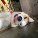 evolution20584115's Avatar