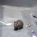 avatar RAT