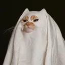 lilkutchi