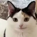 r.iz