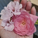 avatar 𝕷𝖎𝖑y𝕷𝖆N00B