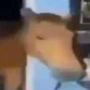 avatar Slariux