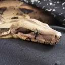 jacknytely
