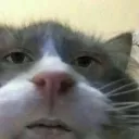 kwiploff