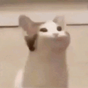 hobbitty