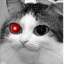 rtsdimon