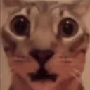 tomukunn