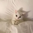 naztaz