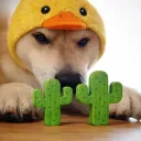 _ducky.