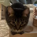 kitzurea