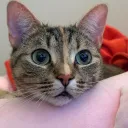 kitzurea