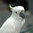albinoparrot