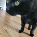 skaarf