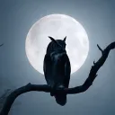 noctrn.gg