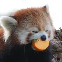 myfrozty