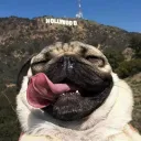 .dogish