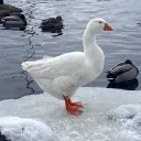 omnisxiii2