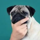 syrathepug