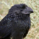 avatar Bird With Knife