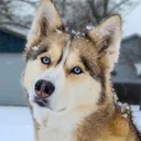 gonetothesnowdogs